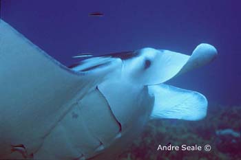 UW216-3 (manta ray)Andre Seale